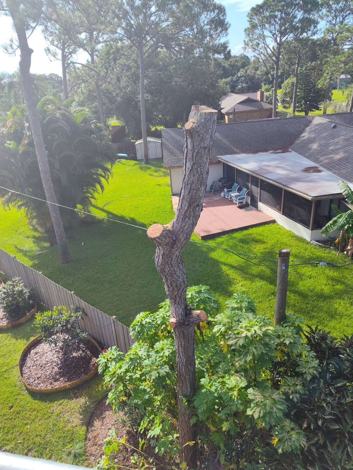 Expert Pine Tree Removal by East Coast Arbor Pro - East Coast Arbor Pro