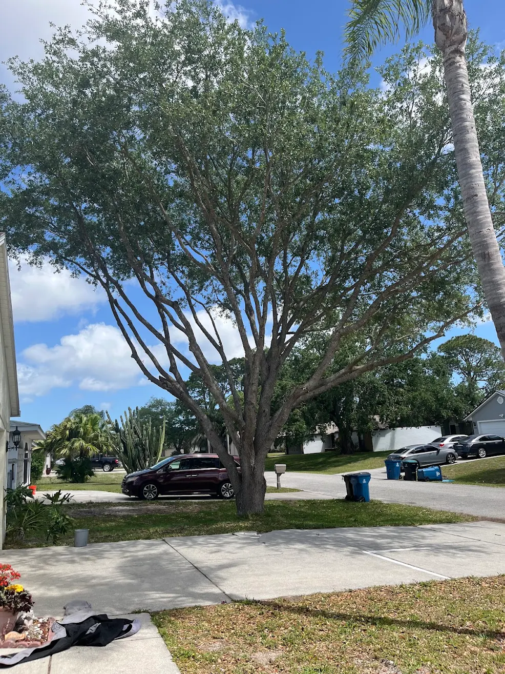 Professional Oak Tree Removal in Cocoa Beach, FL | East Coast Arbor Pro ...